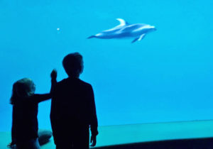 Shedd Aquarium Chicago with Kids
