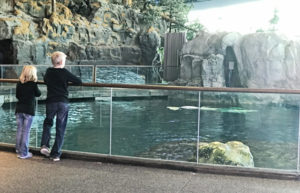 Shedd Aquarium with Kids