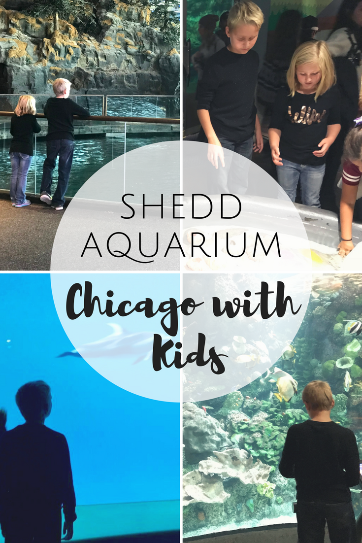 Exploring Chicago with Kids at the Shedd Aquarium
