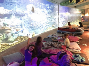 SeaWorld Educational Sleepovers - Go behind the scenes and spend the night at SeaWorld in Orlando, Florida