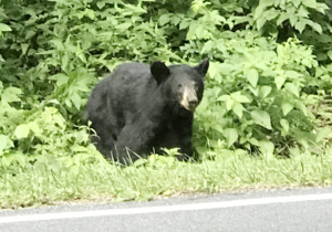 Black Bear in Shenandoah National Park