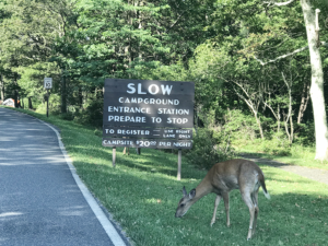 Camping at Shenandoah National Park with Kids