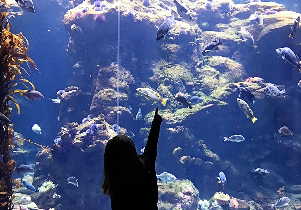 Visiting the California Academy of Science in San Francisco, California with Kids