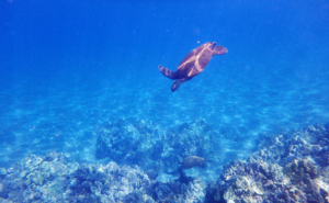 Swim with Turtles in Maui... 10 must do things to do when you visit Maui!