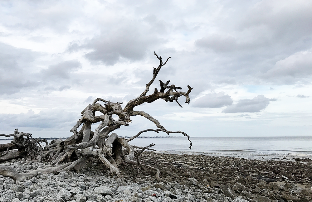 Driftwood Beach on Jekyll Island in Georgia