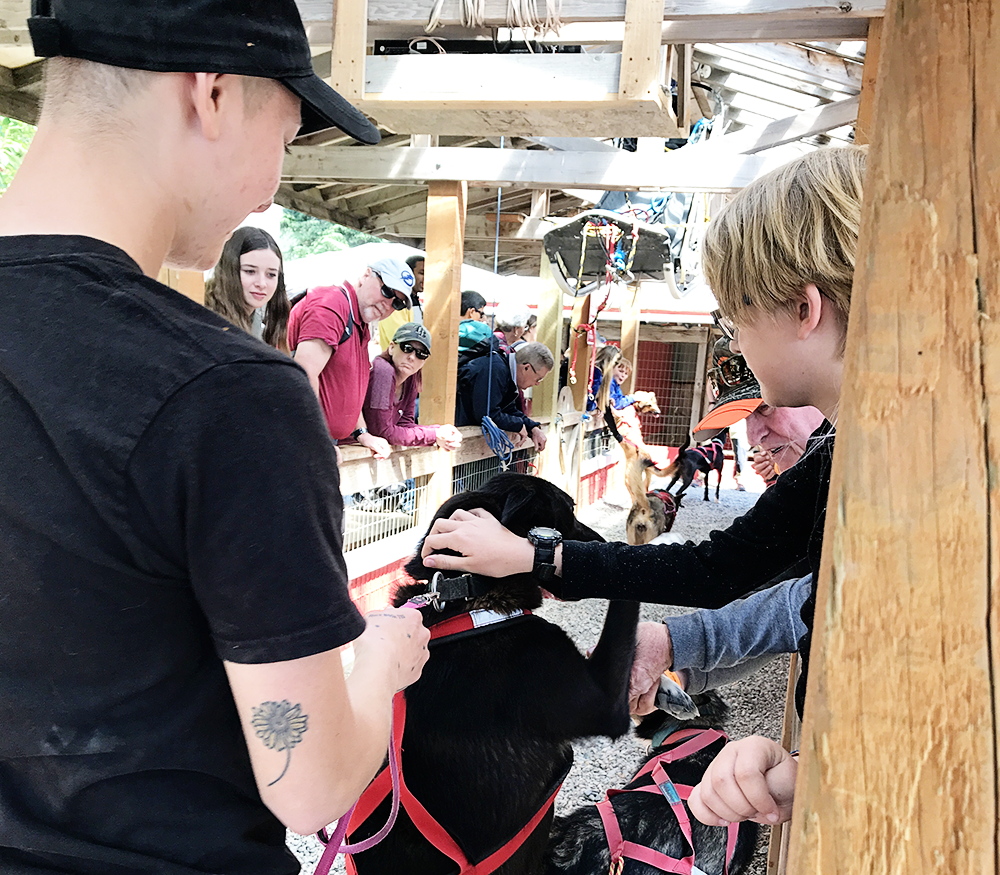 Cuddling Iditarod Puppies in Skagway, Alaska