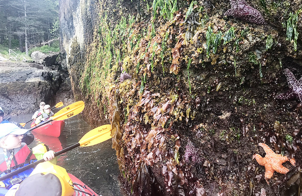 Kayaking with kids in Seward Alaska with Kayaking Adventures Worldwide