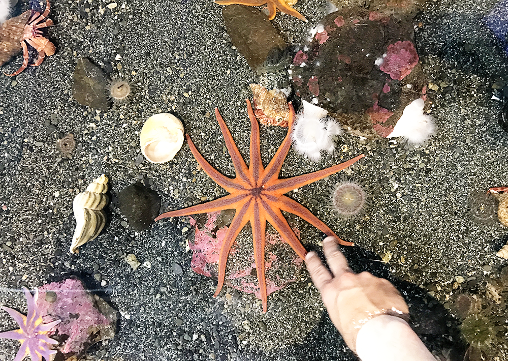 5 Fun Things to do in Seward, Alaska with Kids - Alaska SeaLife Center