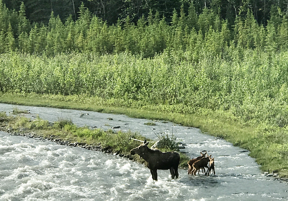 Denali Backcountry Adventure Tour with Kids