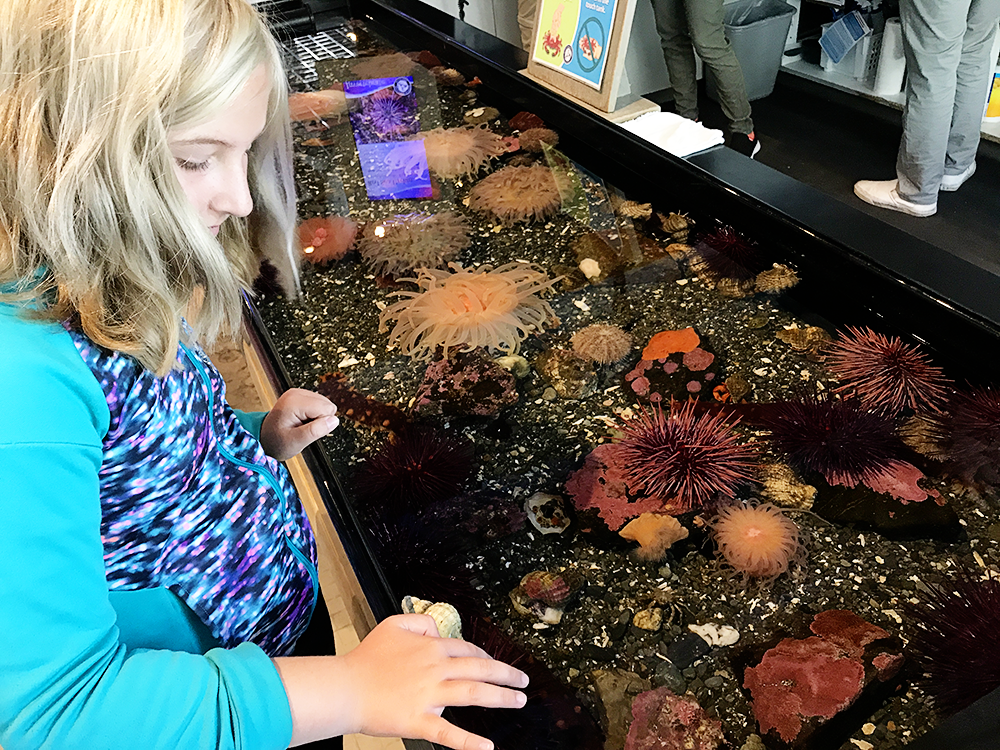 Alaska SeaLife Center in Seward, Alaska - Perfect place for kids!