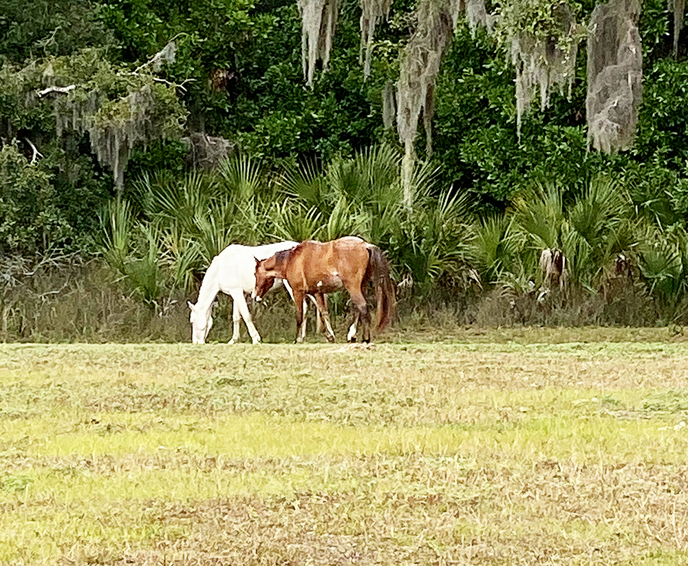 Visiting Cumberland Island National Seashore in South Georgia with Kids