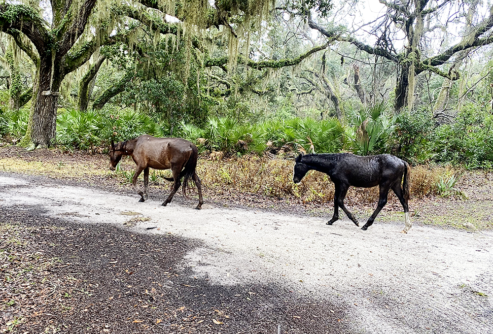 Camping at Cumberland Island National Seashore in Georgia with Kids