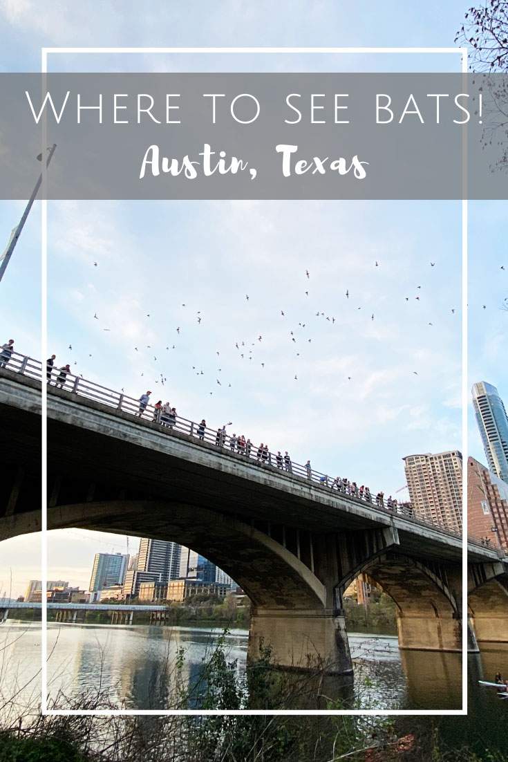 Where to see bats in Austin, Texas