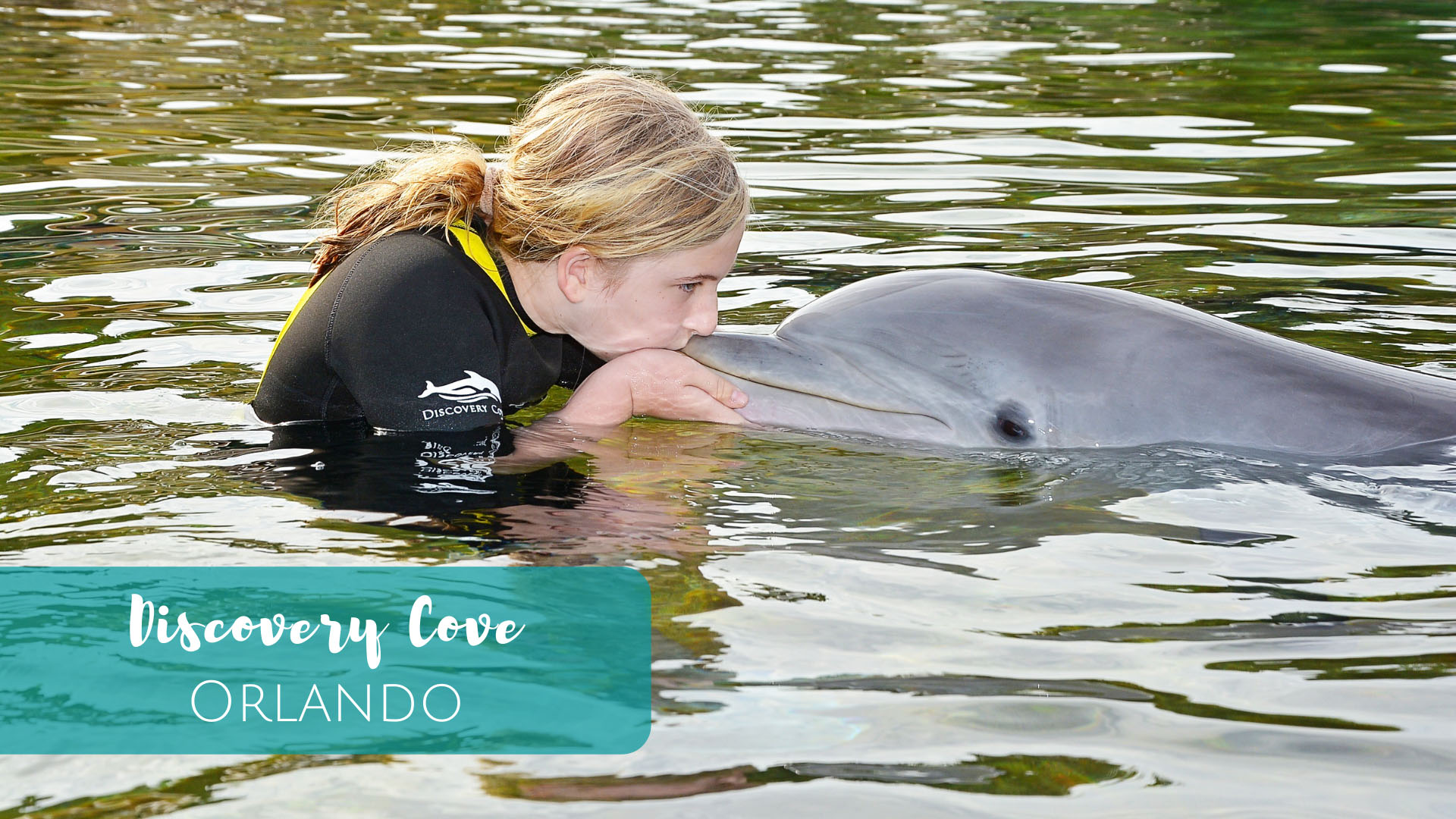 Swim with dolphins at Discovery Cove in Orlando, Florida