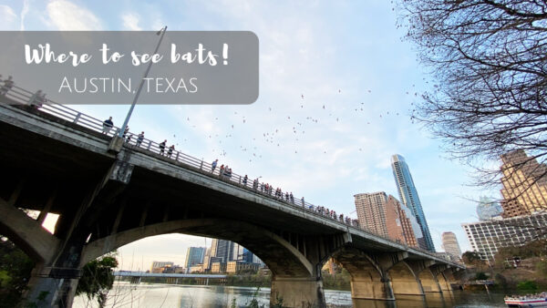 Where to see bats in Austin, Texas!