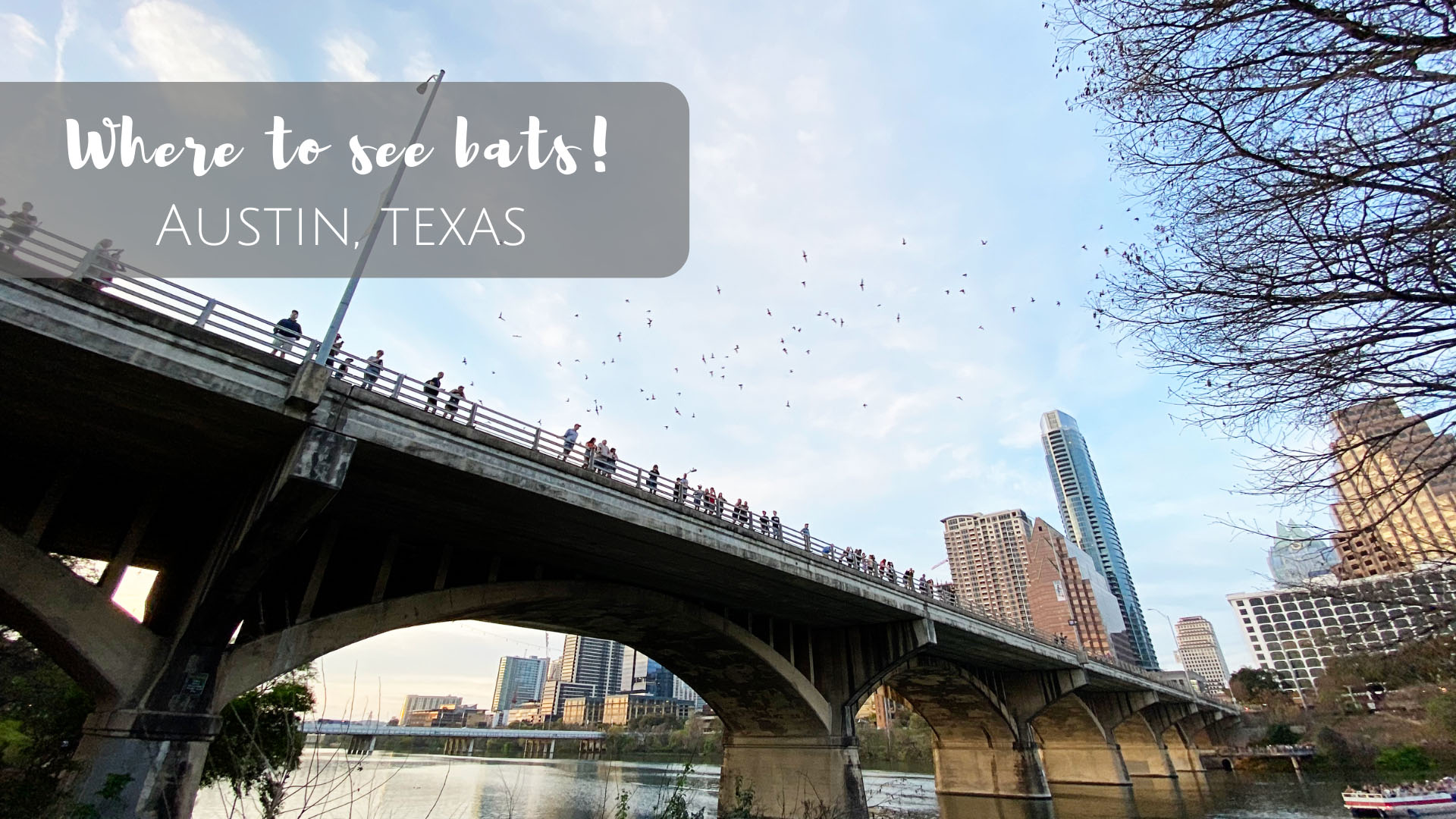 Where to see bats in Austin, Texas!