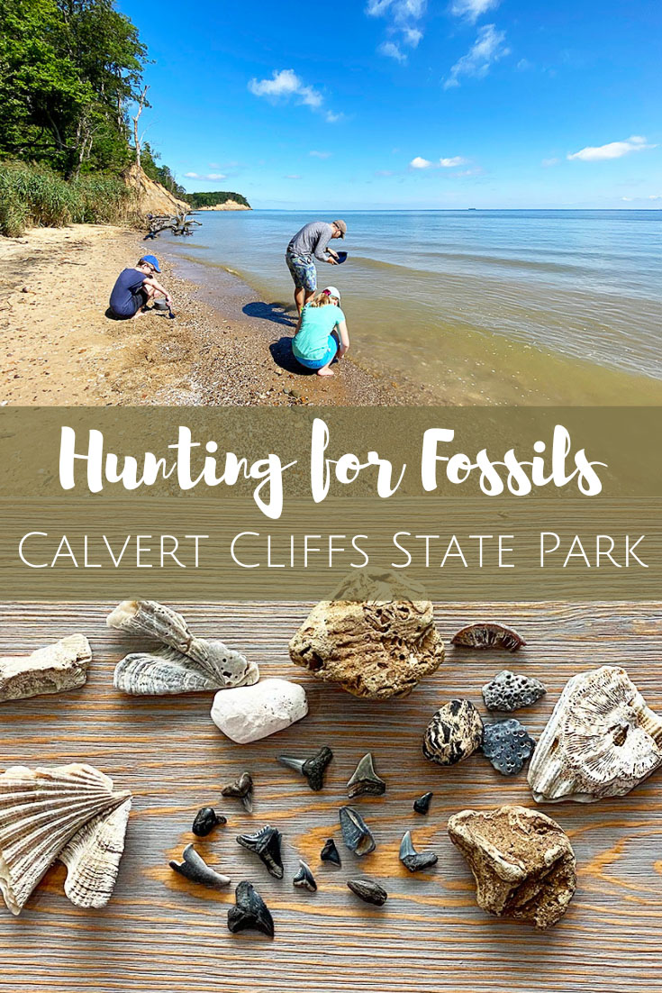 Hunting for fossils at Calvert Cliffs 