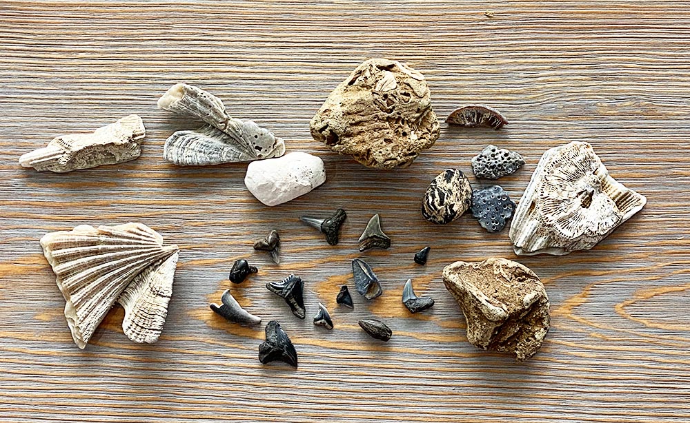 Chesapeake Bay Fossils