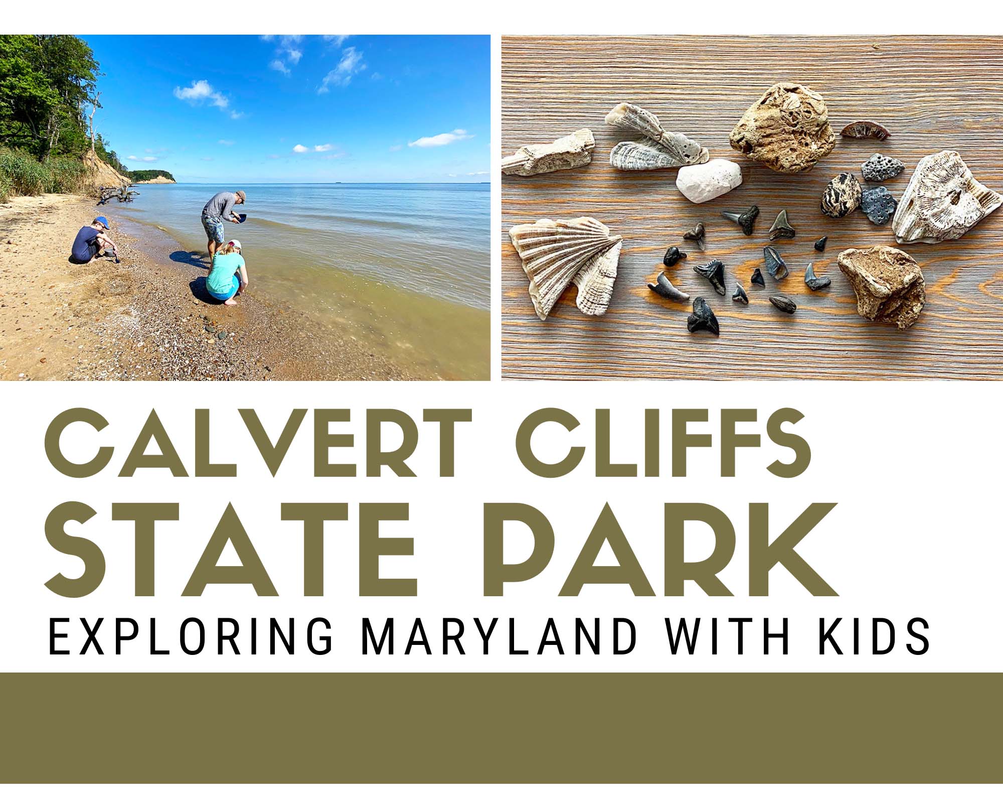 Calvert Cliffs State Park in Maryland - Perfect for Fossil Hunting