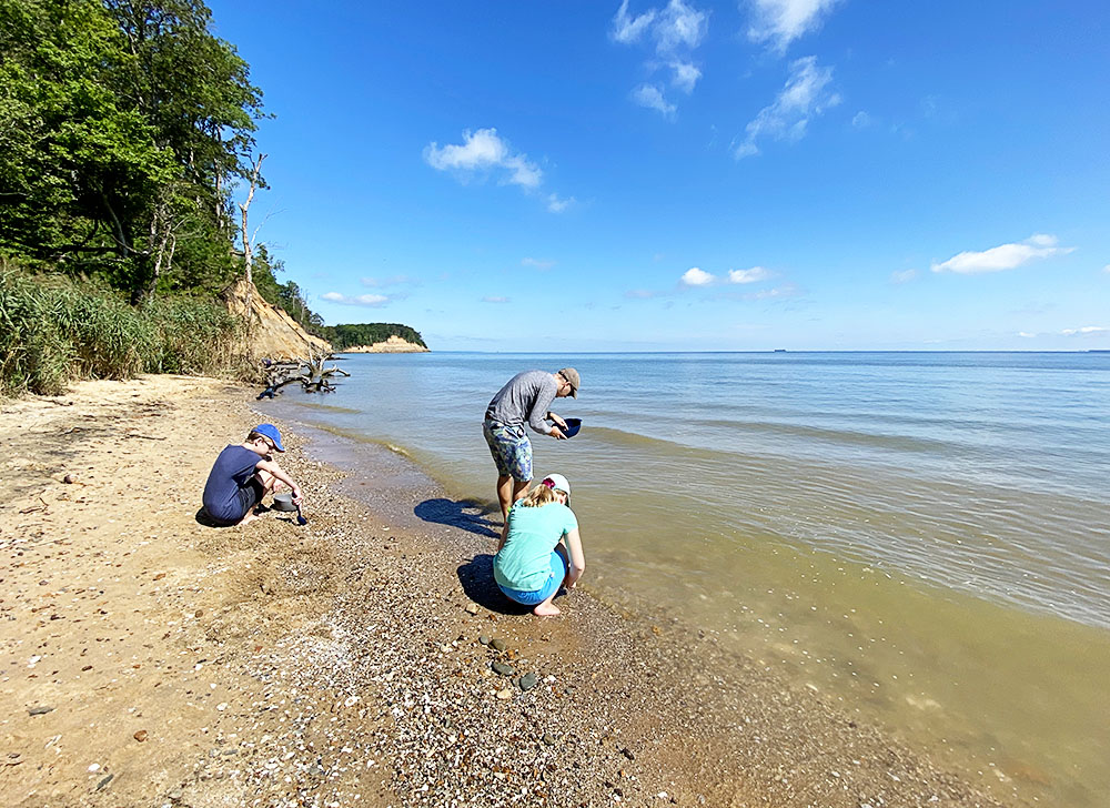 Fossil Hunting at Calvert Cliffs