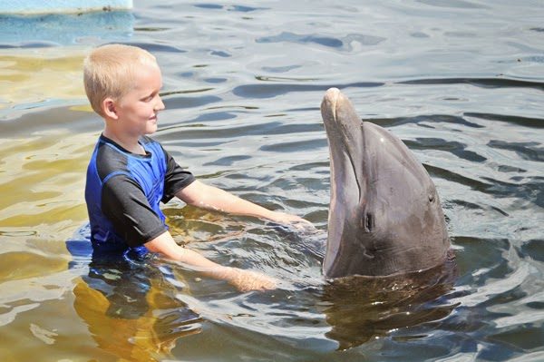 The Dolphin Rescue Center in the Florida Keys