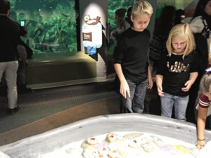 Chicago with Kids Shedd Aquarium Touch Tank