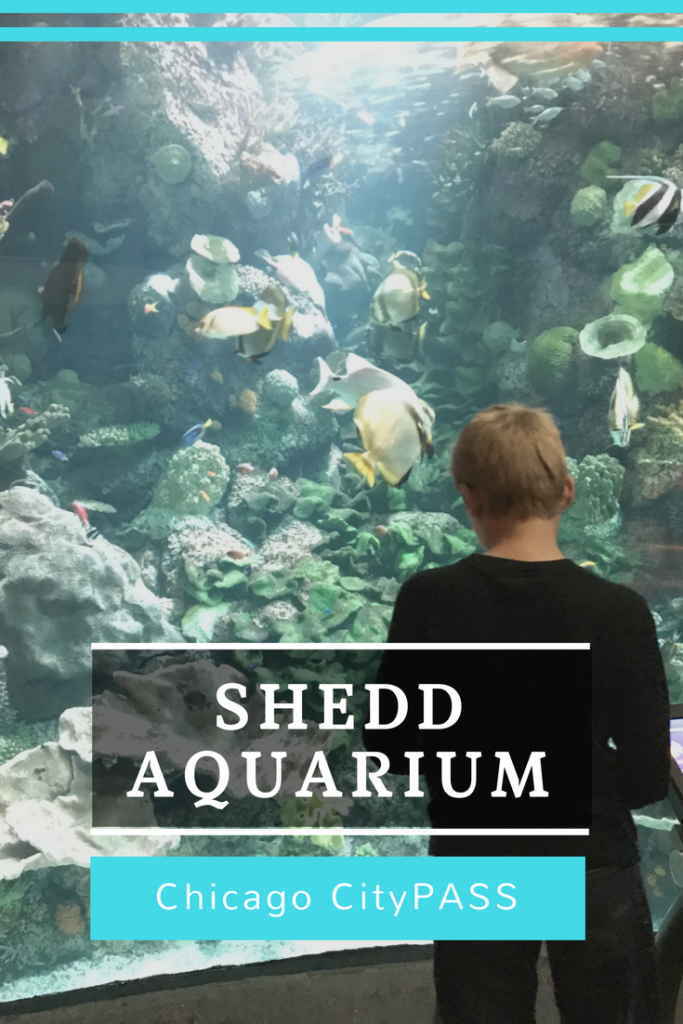 Shedd Aquarium Chicago CityPASS Chicago with Kids