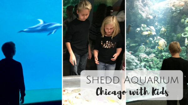 Shedd Aquarium: Exploring Chicago with Kids