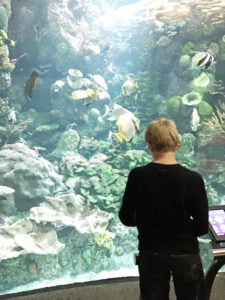 Shedd Chicago Aquarium with Kids
