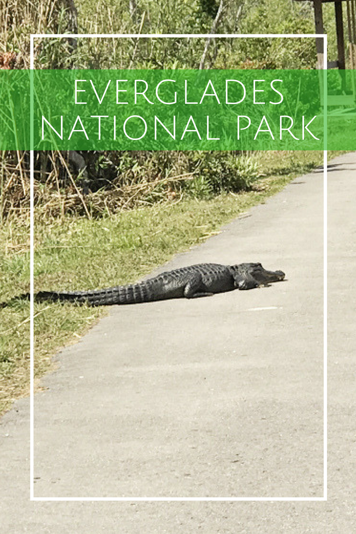 Everglades National Park Day Trip for Families with Kids