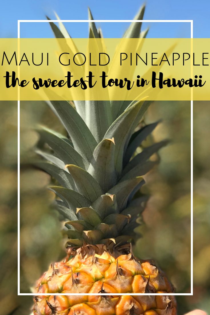 Maui Gold Pineapple Tour in Maui, Hawaii. The only pineapple tour in the United States.