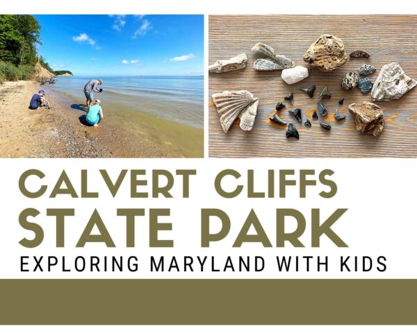 Calvert Cliffs State Park Fossil Hunting